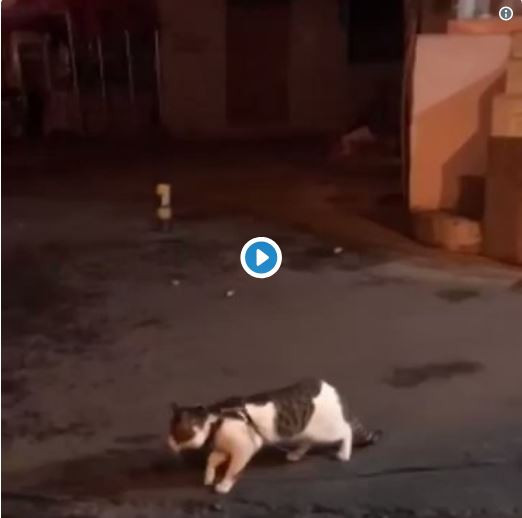 Dois gatos iam lutar, mas o cão intrometeu-se e é o novo herói do Twitter