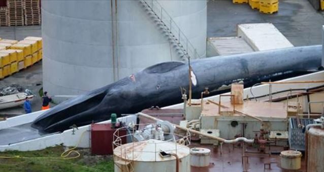 Empresa islandesa em apuros por captura de uma baleia azul