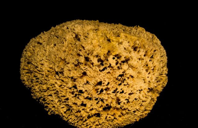 Encontrado vestígio de vida animal mais antigo de sempre