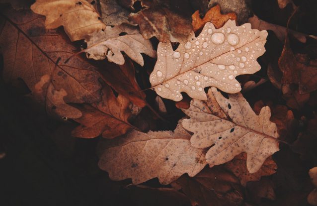 Enfim, o outono... com 15 dias de atraso