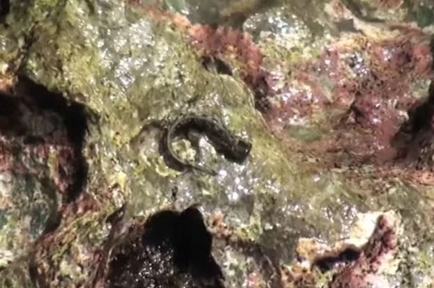 Espécies de peixes do Pacífico escapam para terra, fugindo aos predadores