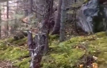 Esta é a justificação científica para o vídeo viral da floresta "a respirar" que ninguém conseguia explicar
