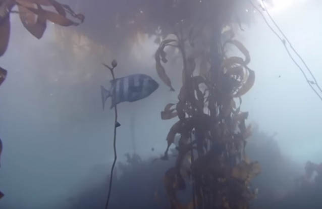 Este peixe exótico pode ter ido do Japão à Califórnia à boleia de destroços do tsunami de 2011