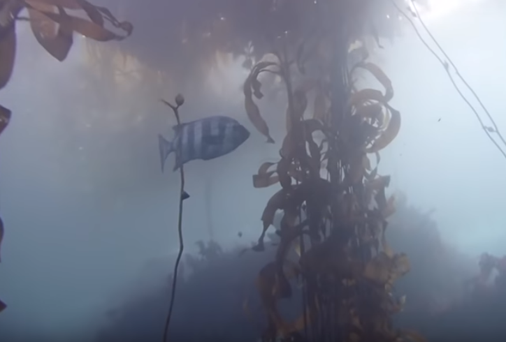 Este peixe exótico pode ter ido do Japão à Califórnia à boleia de destroços do tsunami de 2011