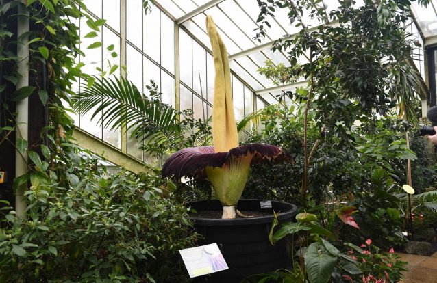 Flor que cheira a morte está a florir ao fim de 6 anos: assista em direto, só vai durar 24 horas