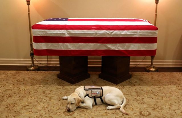 Foto do cão de George H.W. Bush junto ao caixão torna-se viral
