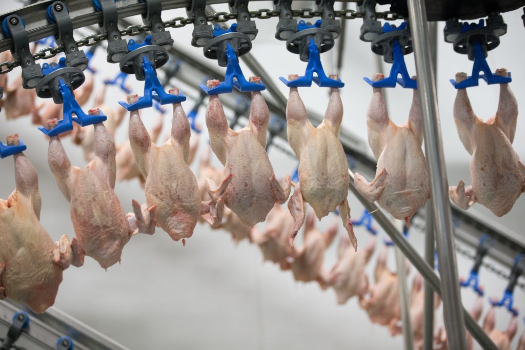 Frangos a morrer de frio e fervidos vivos. Investigação expõe condições de abate nos EUA