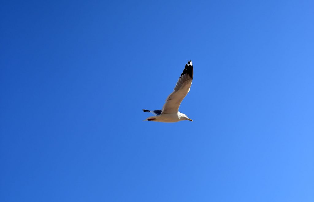 Gaivotas