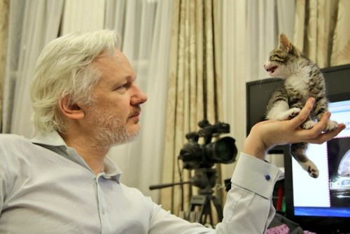 Gata de Julian Assange faz sucesso nas redes sociais