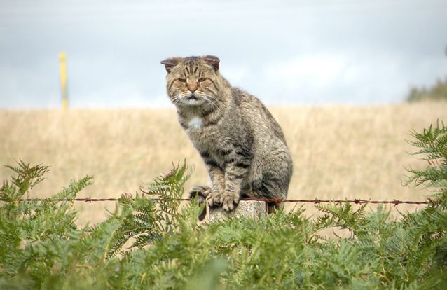 Governo da Austrália quer abater dois milhões de gatos