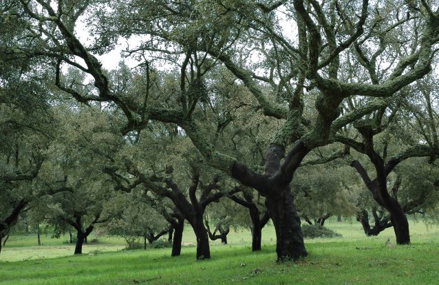Governo insiste em corte de árvores - o que pode ser ilegal