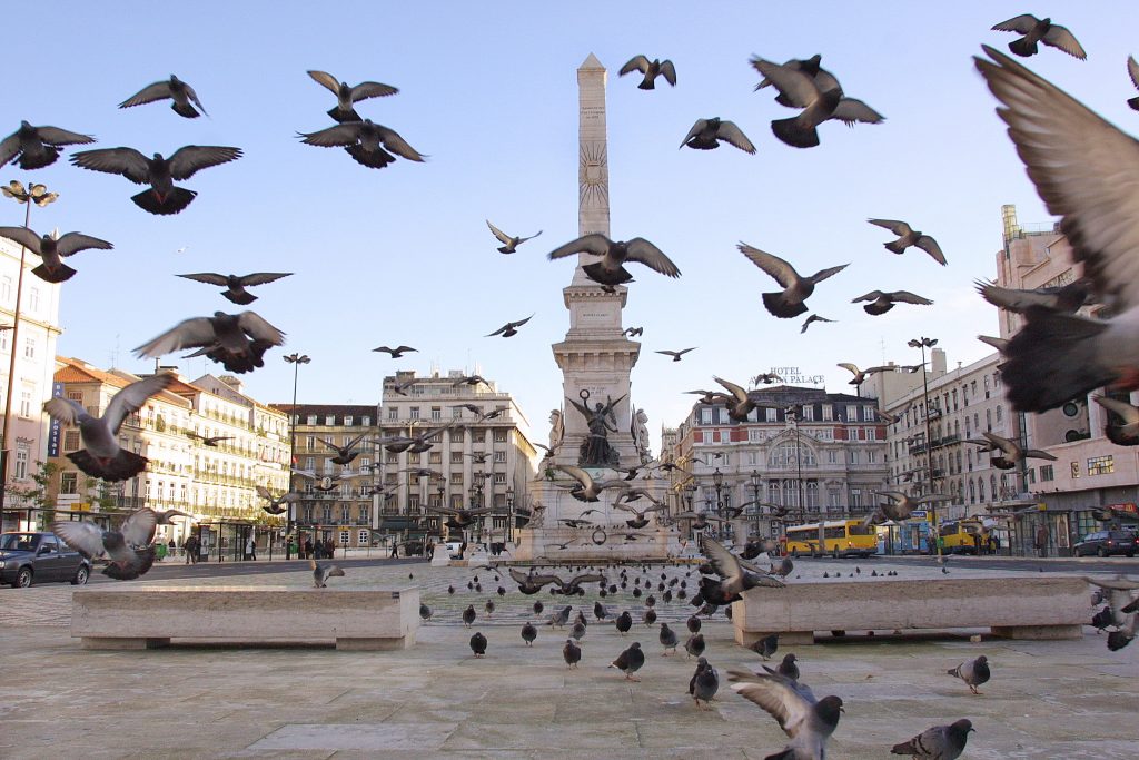 Há que dar conforto aos pombos