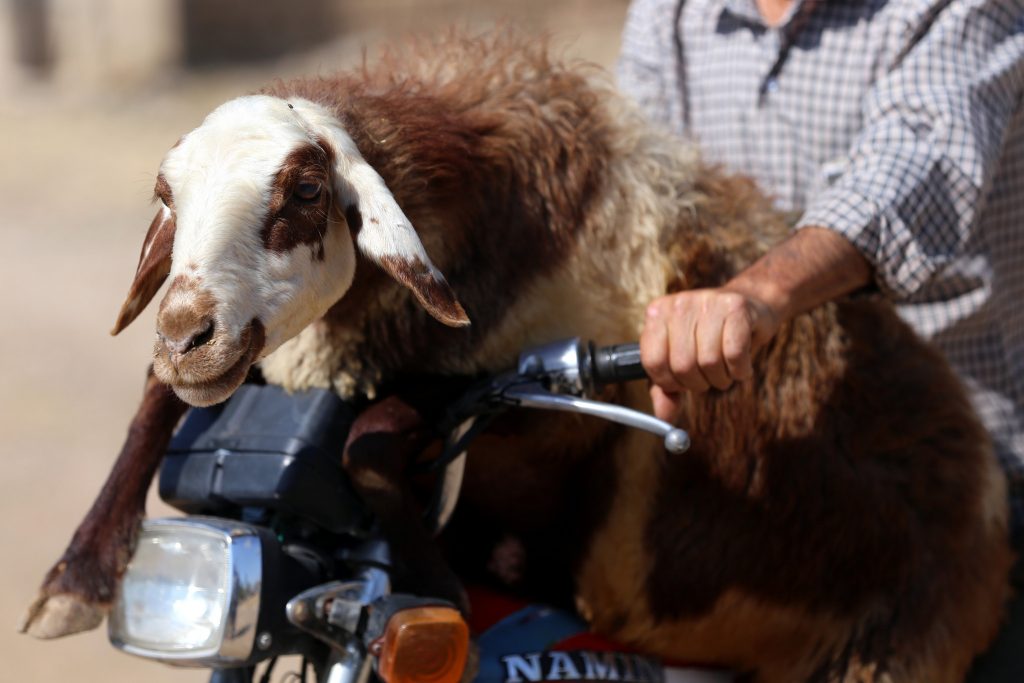 Há uma app que permite encomendar cabras. Vivas