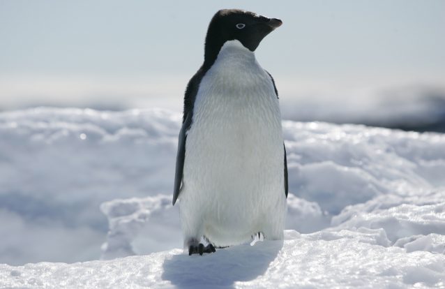 Icebergue provoca morte de 150 mil pinguins na Antártida