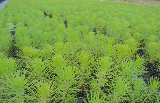 Incêndios: viveiros estão sem stock de árvores florestais