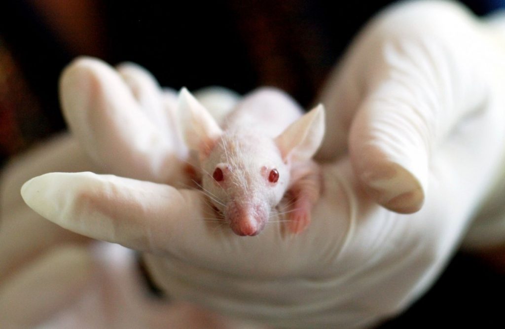 Investigadores conseguem curar obesidade e diabetes tipo 2 em testes com ratos