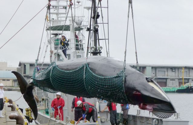 Japão voltou à caça à baleia e isso pode ser bom