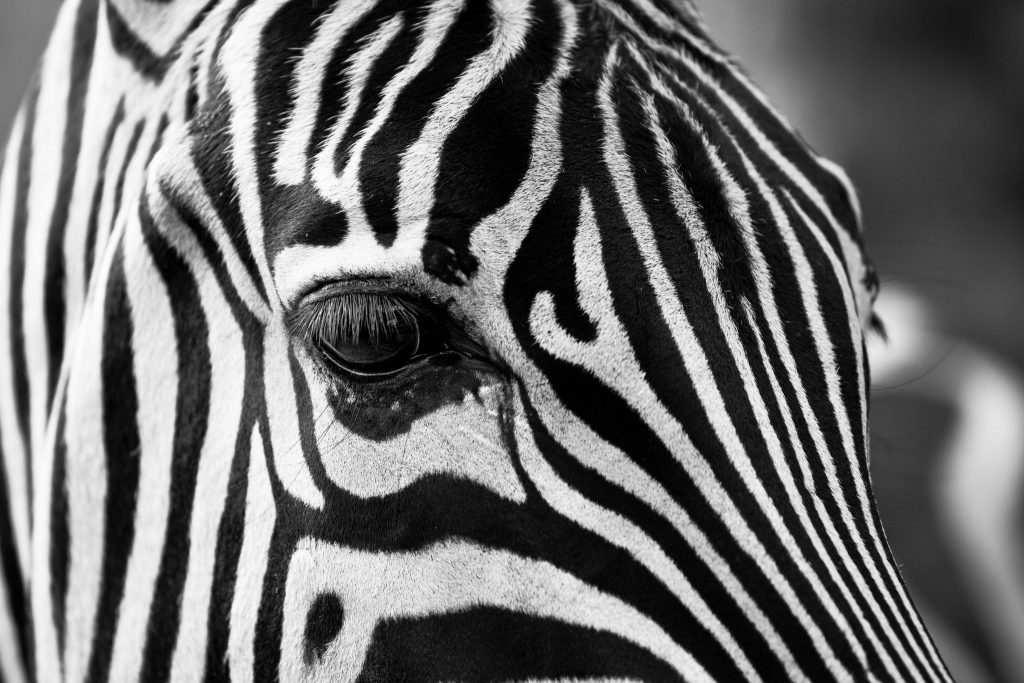 Jardim zoológico acusado de pintar um burro para parecer uma zebra