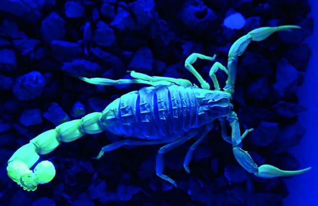 Lacrau, o escorpião-ibérico