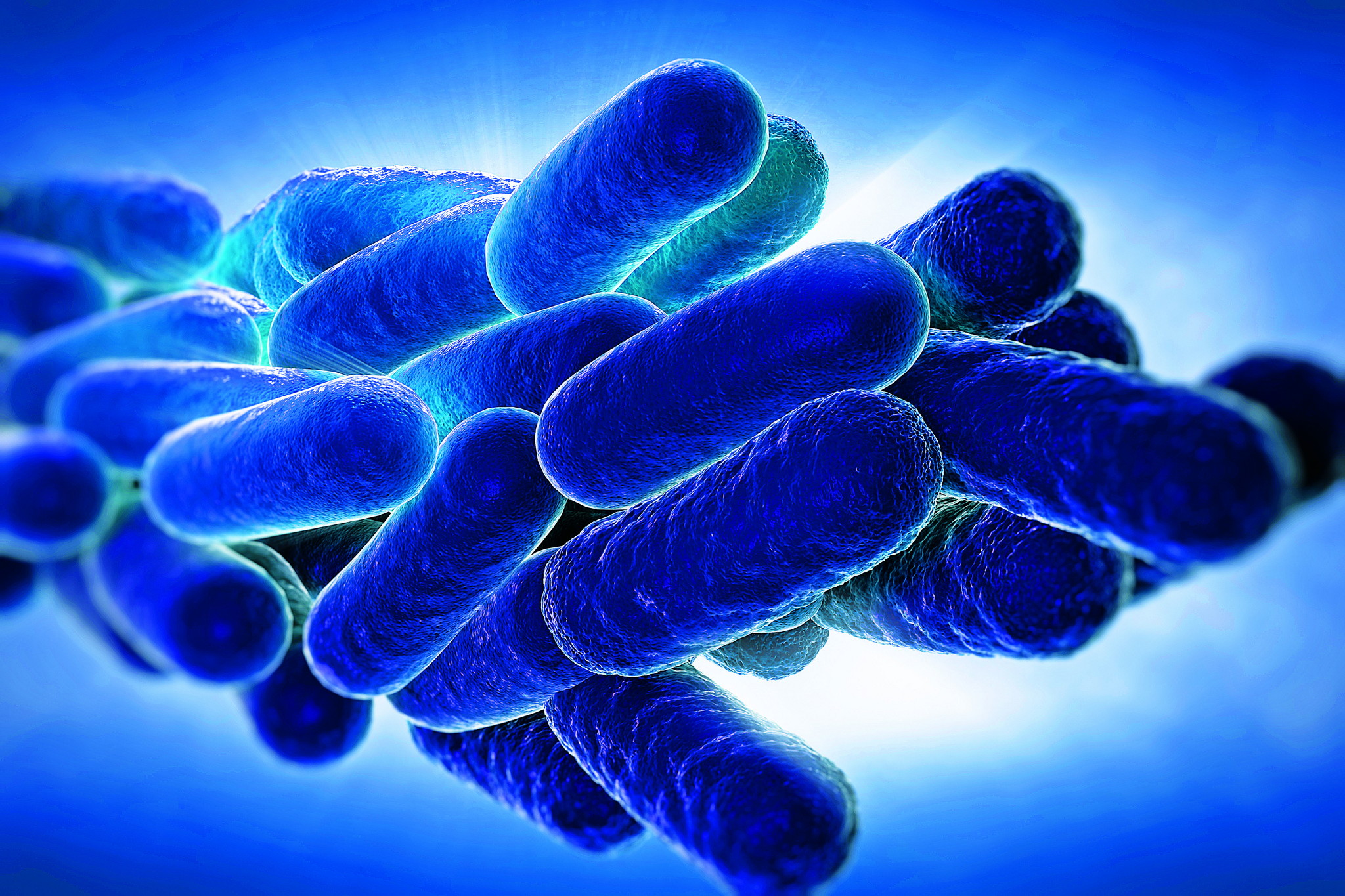 Legionella pneumophila. Возбудитель легионеллеза. Легионелла пневмофила. Бактерия легионелла. Легионелла пневмония.