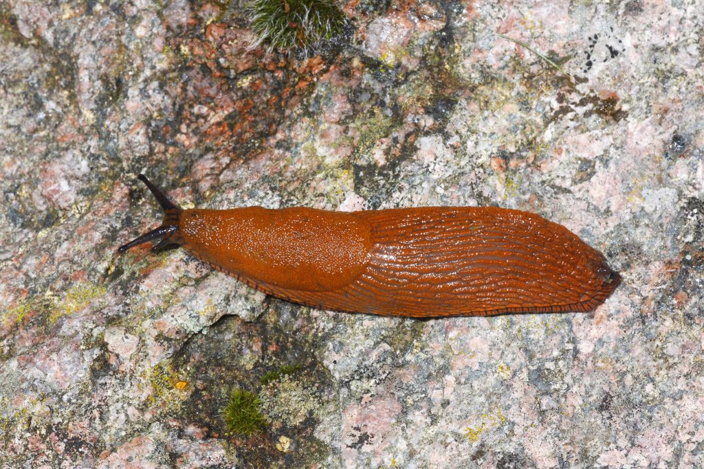 Lesmas gigantes da Península Ibérica invadem Moscovo