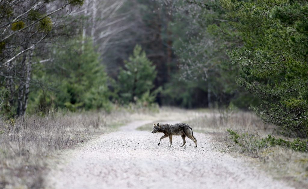 Visão | Lobos de Chernobyl podem espalhar genes radioativos mutantes pela  Europa