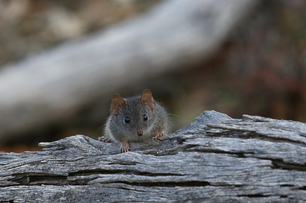 Vis O Maratonas De Sexo Podem Levar Esp Cie Rec M Descoberta De Marsupiais Australianos Extin O