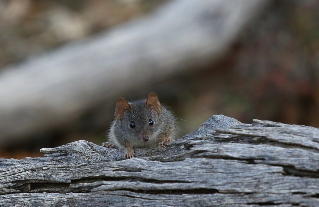 Maratonas de sexo podem levar espécie recém-descoberta de marsupiais australianos à extinção