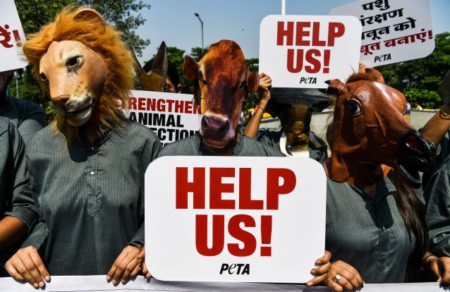 "Matar dois coelhos de uma cajadada"? PETA quer acabar com esta linguagem e tweet com alternativas torna-se viral