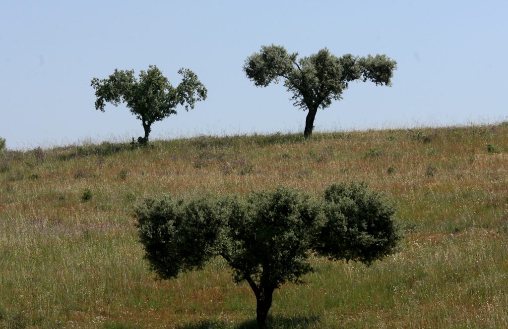 Mau ambiente na Quercus: das lutas internas às suspeitas de gestão danosa