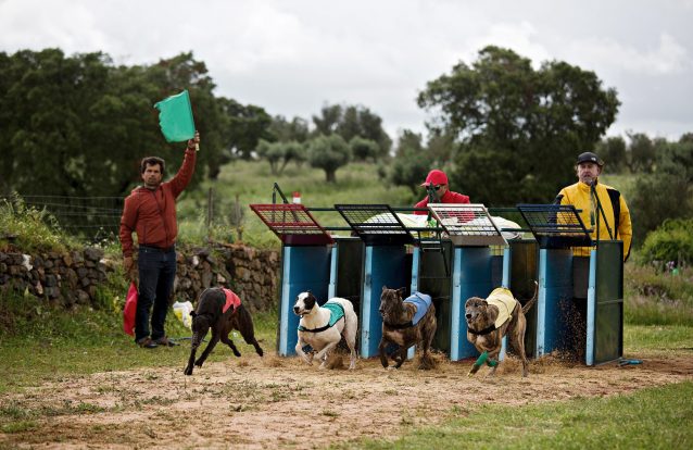 Ministro Capoulas Santos diz não saber que há corridas de galgos em Portugal