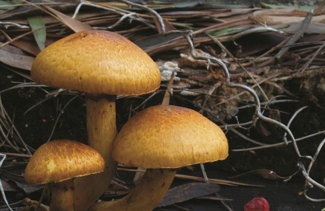 Míscaros – Festival do Cogumelo: Neste fim de semana, todos os caminhos vão dar à aldeia de Alcaide