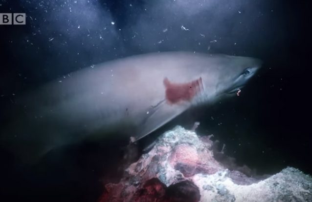 Momento em que tubarões gigantes atacam submarino ao serviço da BBC captado em vídeo