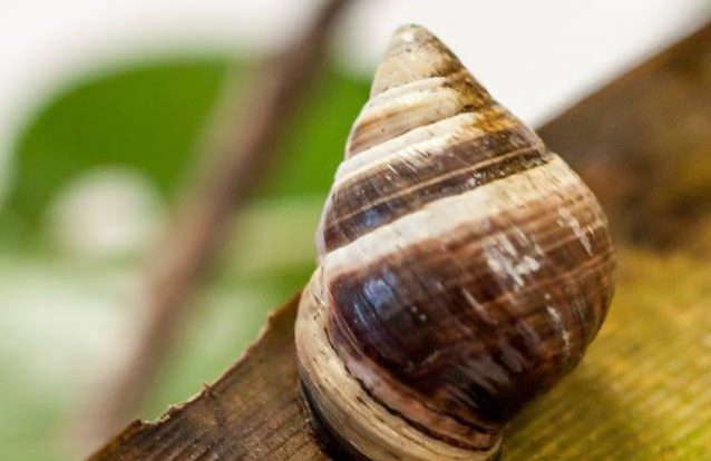 Morreu o caracol George e assim se extingue por completo uma espécie 