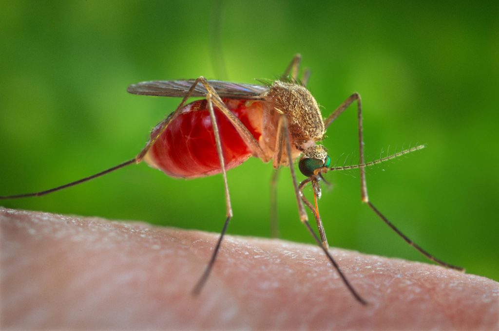 Mosquito que transmite a febre do Nilo: sim, existe em Portugal