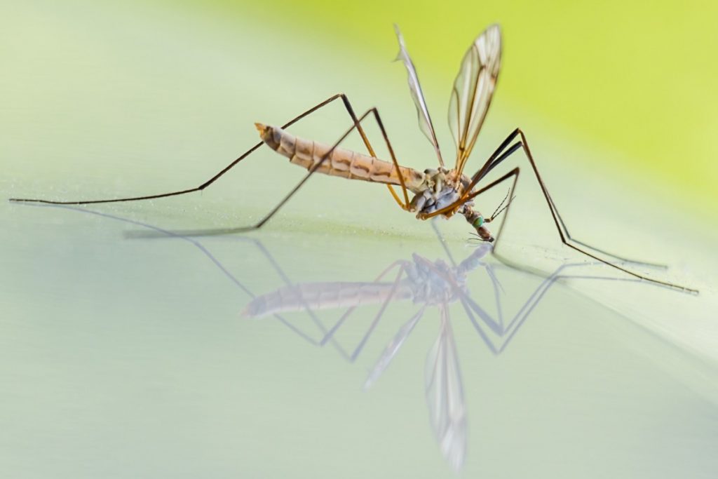 Mosquitos "editados" em laboratórios programados com sucesso para a extinção