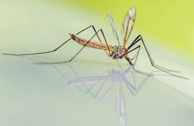 Mosquitos "editados" em laboratórios programados com sucesso para a extinção