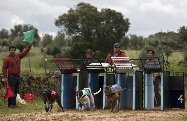 Mundo secreto e cruel das corridas de galgos (com video)