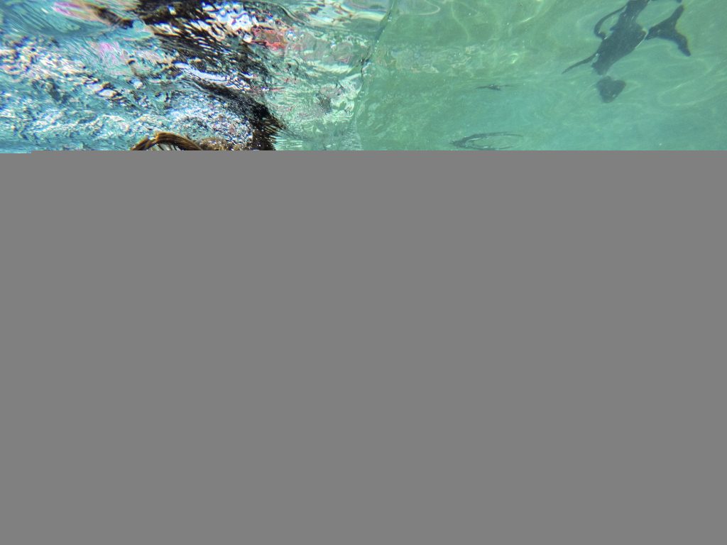 Nadar com pinguins: um belo entretém para ocupar as férias grandes