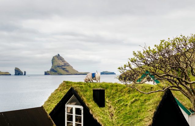 Nas Ilhas Faroé, o Google Street View é feito por... ovelhas