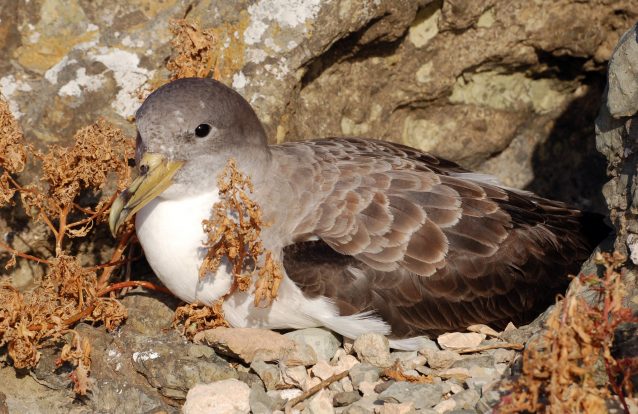 Ninho de cagarras nas Berlengas em direto na internet