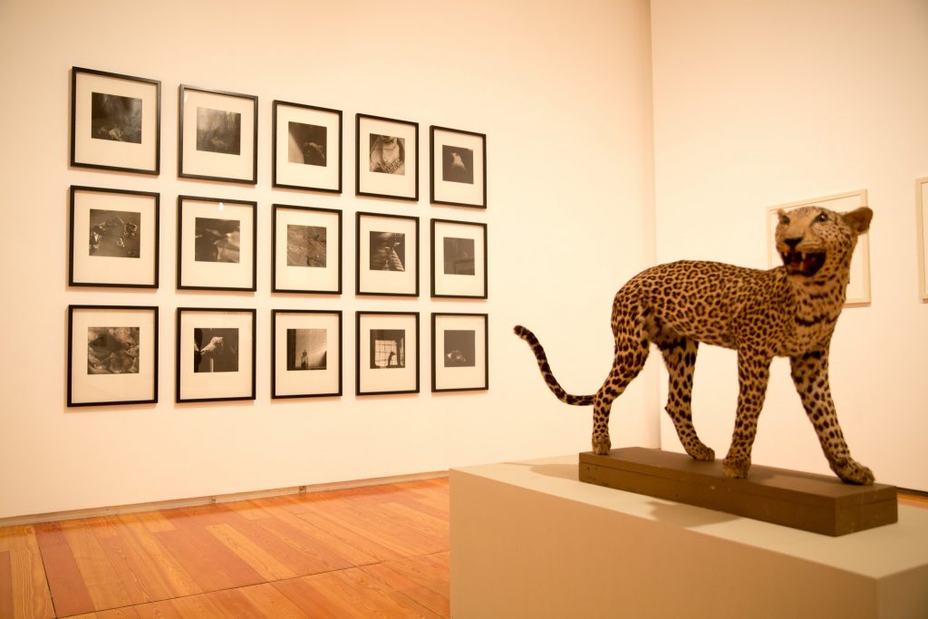 No Centro de Artes Visuais, a fotografia ilumina a ciência