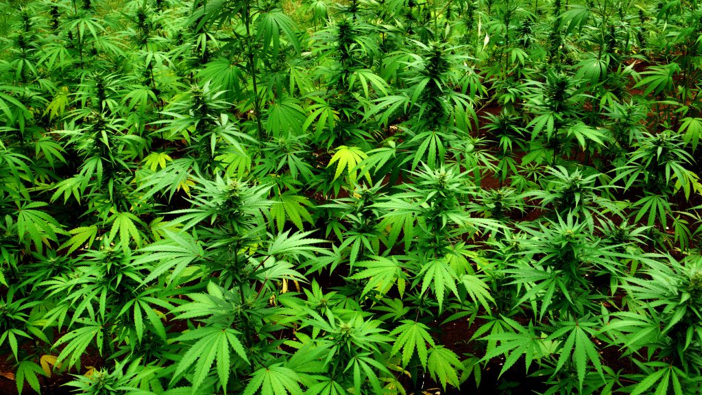 Nova Zelândia vai referendar a legalização da cannabis