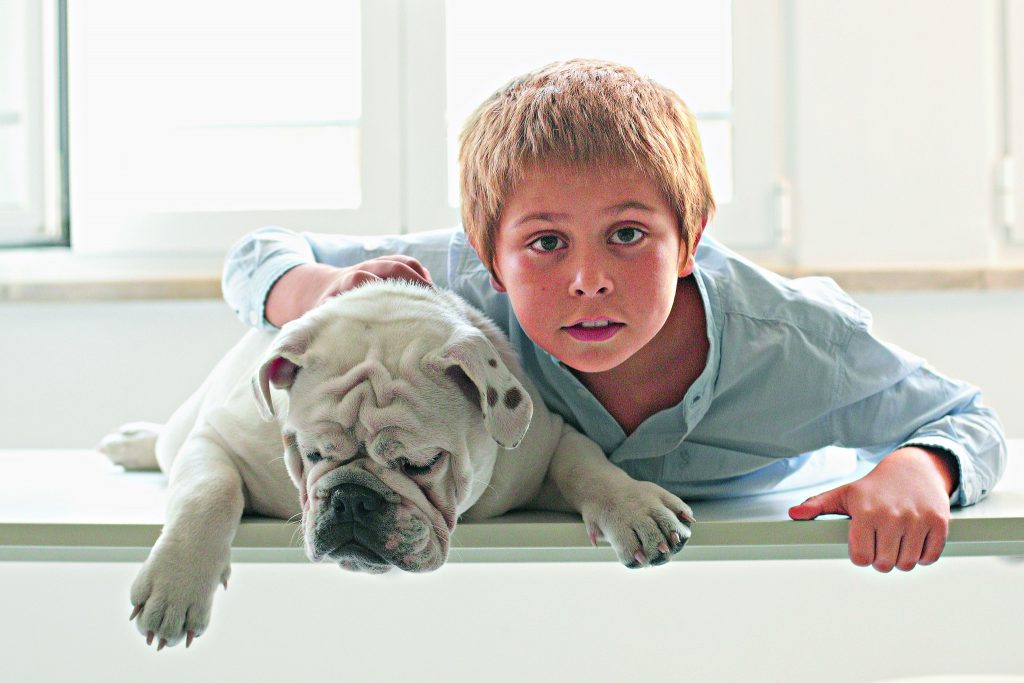 O buldogue ingês Sebastião