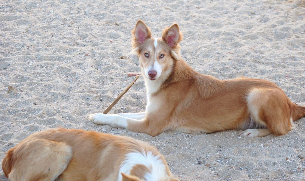 O Cão do Barrocal Algarvio vai ser a 11ª raça certificada em Portugal
