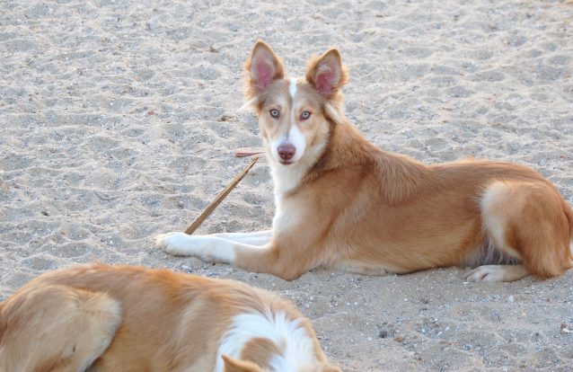 O Cão do Barrocal Algarvio vai ser a 11ª raça certificada em Portugal