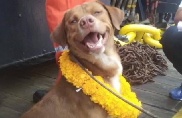 O cão mais sortudo do mundo, salvo depois de ser encontrado a mais de 210 km da costa