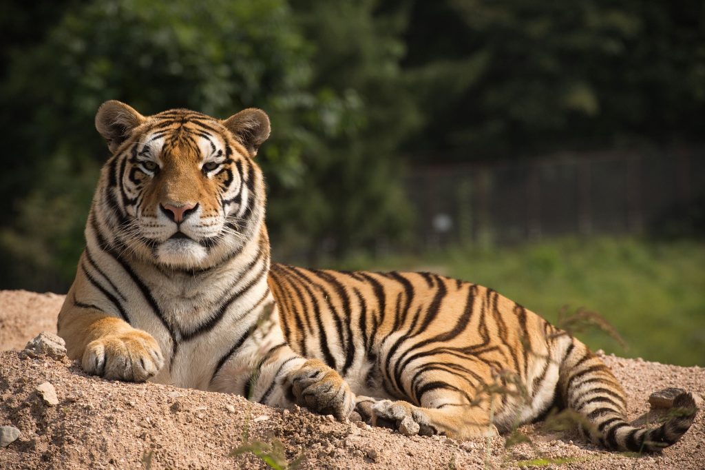 Visão | O documentário que quer ajudar a salvar os tigres