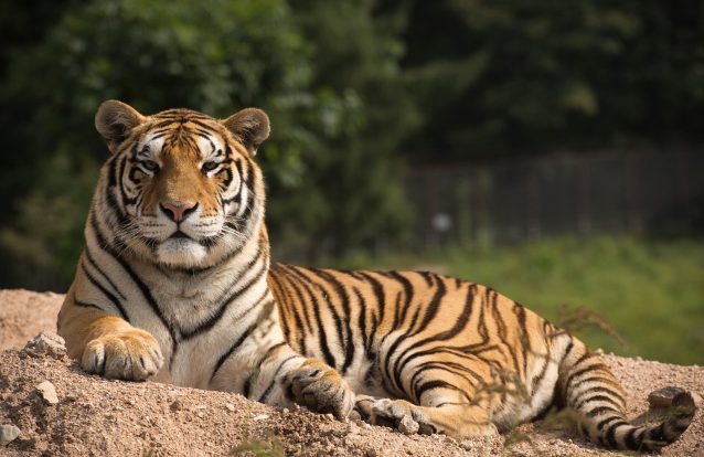 O documentário que quer ajudar a salvar os tigres