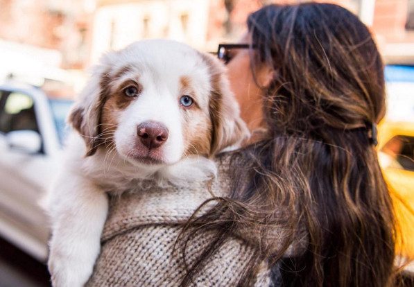 O homem que ganha a vida a fotografar cães